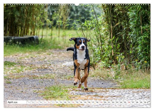 Produktbild: Gro&szlig;er Schweizer Sennenhund (hochwertiger Premium Wandkalender 2026 DIN A2 quer), Kunstdruck in Hochglanz