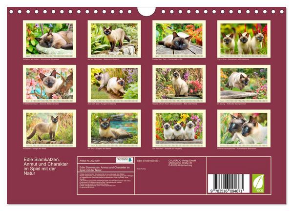 Produktbild: Edle Siamkatzen. Anmut und Charakter im Spiel mit der Natur (Wandkalender 2026 DIN A4 quer), CALVENDO Monatskalender