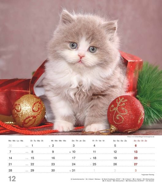 Produktbild: Niedliche Katzenkinder 2026 - Wand-Kalender - Tier-Kalender - 30x34