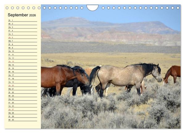 Produktbild: Wilde Pferde. Mustangs in USA (Wandkalender 2026 DIN A4 quer), CALVENDO Monatskalender
