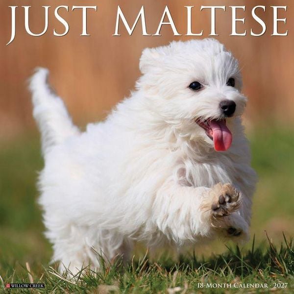 Produktbild: Maltese 2027 12 X 12 Wall Calendar
