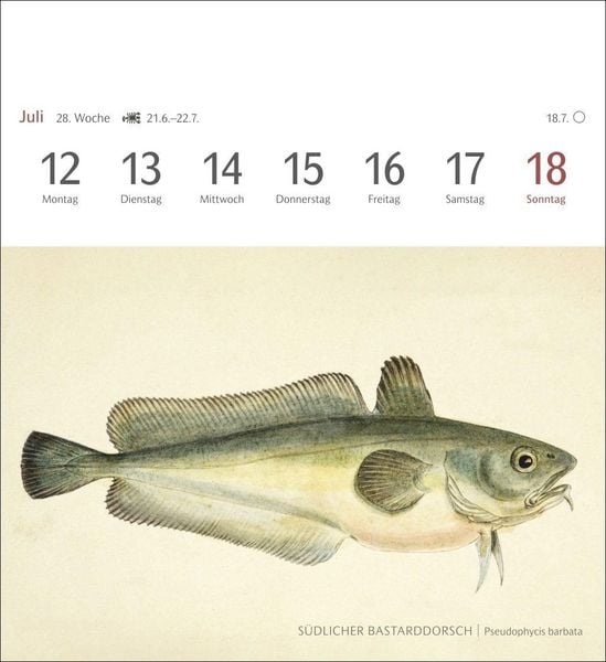 Produktbild: Fische Postkartenkalender 2027 - Postkartenkalender mit 53 historischen Zeichnungen