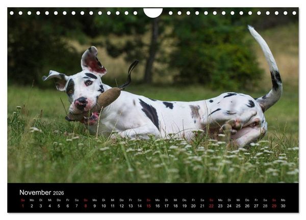 Produktbild: Deutsche Dogge 2026 (Wandkalender 2026 DIN A4 quer), CALVENDO Monatskalender