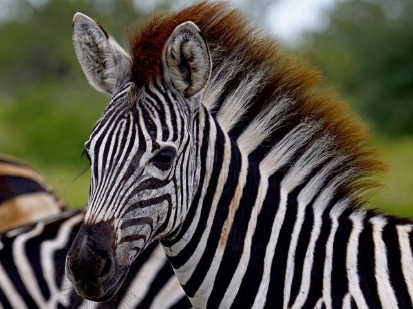 Produktbild: CALVENDO Puzzle Zebra-Nachwuchs, Afrika | 1000 Teile Lege-Gr&ouml;&szlig;e 64x48cm Foto-Puzzle f&uuml;r gl&uuml;ckliche Stunden