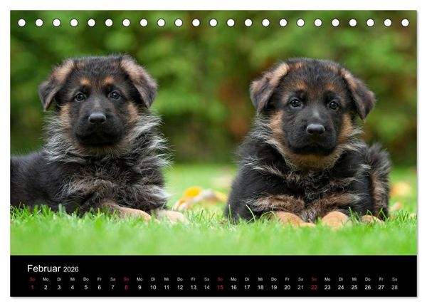 Produktbild: Deutscher Sch&auml;ferhund - Welpen (Tischkalender 2026 DIN A5 quer), CALVENDO Monatskalender