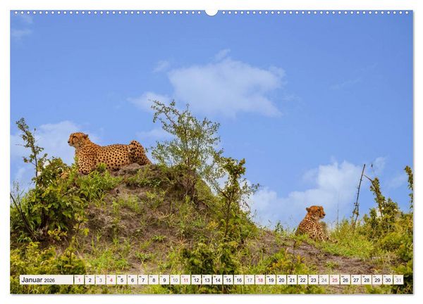 Produktbild: Afrikas wilde Katzen (hochwertiger Premium Wandkalender 2026 DIN A2 quer), Kunstdruck in Hochglanz