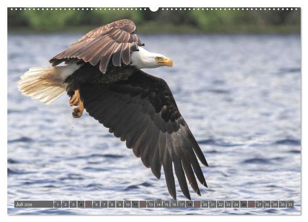 Produktbild: B&auml;r, Wolf und Co - Tiere Nordamerikas (hochwertiger Premium Wandkalender 2026 DIN A2 quer), Kunstdruck in Hochglanz