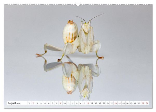Produktbild: Queens of the Insect World (Wall Calendar 2026 DIN A2 landscape), CALVENDO 12 Month Wall Calendar