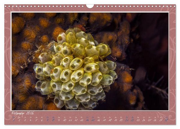 Produktbild: Unterwasser Kunstwerke (Wandkalender 2026 DIN A3 quer), CALVENDO Monatskalender