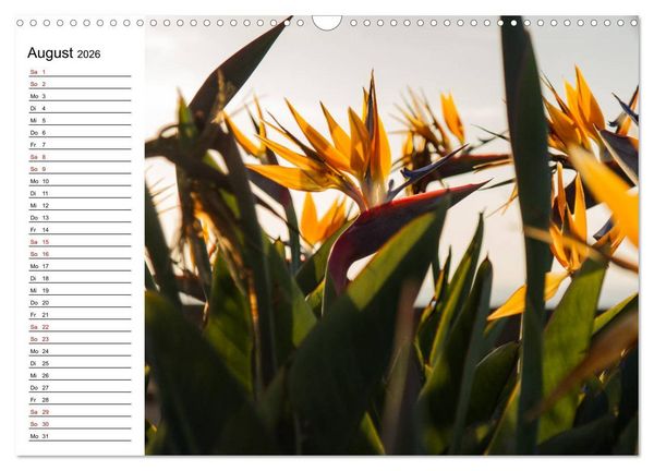 Produktbild: Strelitzien - die Paradiesv&ouml;gel unter den Blumen (Wandkalender 2026 DIN A3 quer), CALVENDO Monatskalender