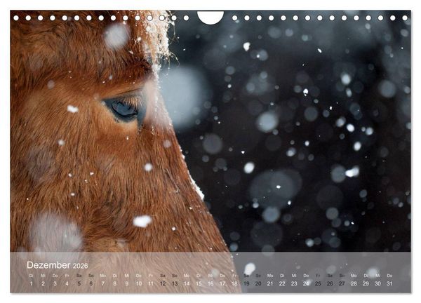 Produktbild: Islandpferde - Stolz und Stark durch Sommer und Winter (Wandkalender 2026 DIN A4 quer), CALVENDO Monatskalender
