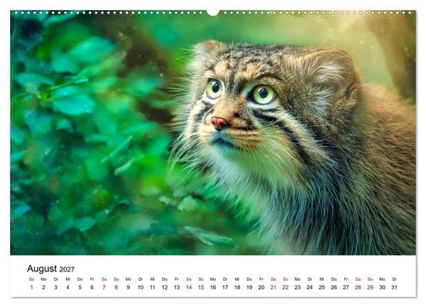 Produktbild: Gegen alles! - Pallaskatzen in ihrer Welt (hochwertiger Premium Wandkalender 2027 DIN A2 quer), Kunstdruck in Hochglanz
