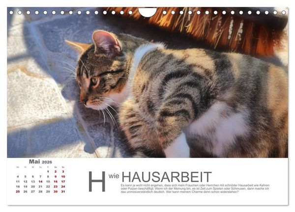 Produktbild: Katzen ABC (Wandkalender 2026 DIN A4 quer), CALVENDO Monatskalender