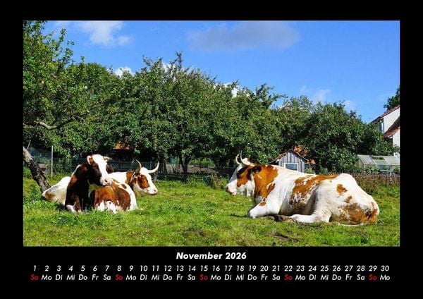 Produktbild: Kuhkalender 2026 Fotokalender DIN A3