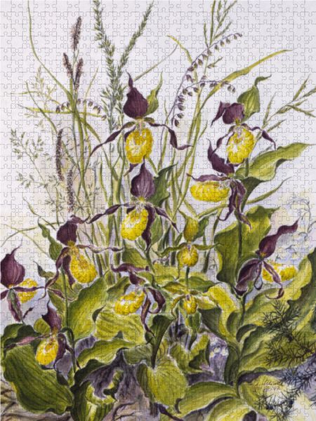 Produktbild: CALVENDO Puzzle Am Waldrand: Frauenschuh, Zittergras, Perlgras, &Auml;stige Graslilie | 1000 Teile Lege-Gr&ouml;&szlig;e 64x48cm Foto-Puzzle f&uuml;r gl&uuml;ckliche Stunden