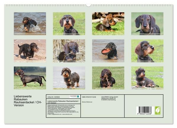 Produktbild: Liebenswerte Rabauken Rauhaardackel / CH-Version (hochwertiger Premium Wandkalender 2026 DIN A2 quer), Kunstdruck in Hochglanz