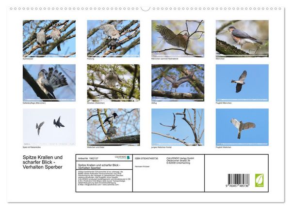Produktbild: Spitze Krallen und scharfer Blick - Verhalten Sperber (hochwertiger Premium Wandkalender 2026 DIN A2 quer), Kunstdruck in Hochglanz