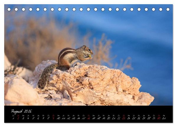 Produktbild: Fuerteventura (Tischkalender 2026 DIN A5 quer), CALVENDO Monatskalender