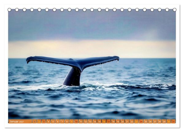 Produktbild: Whale Watching (Tischkalender 2027 DIN A5 quer), CALVENDO Monatskalender