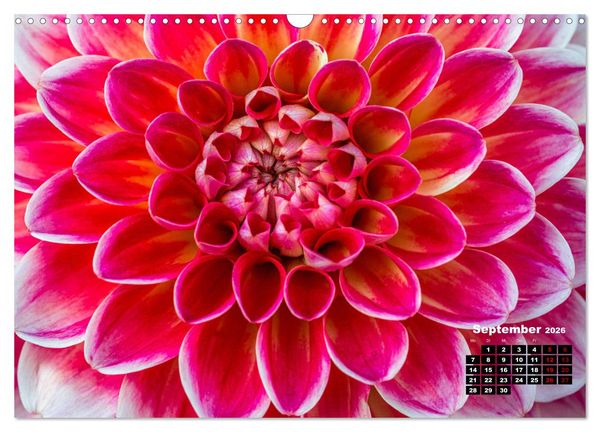 Produktbild: Im Herzen der Dahlie (Wandkalender 2026 DIN A3 quer), CALVENDO Monatskalender