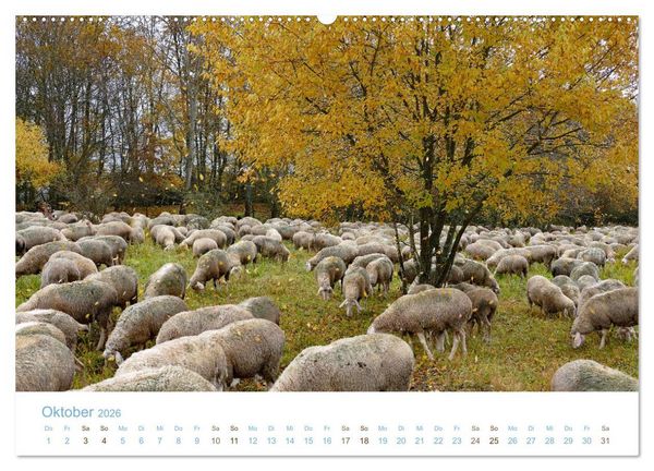 Produktbild: Mit Schafen durch das Jahr (Wandkalender 2026 DIN A2 quer), CALVENDO Monatskalender