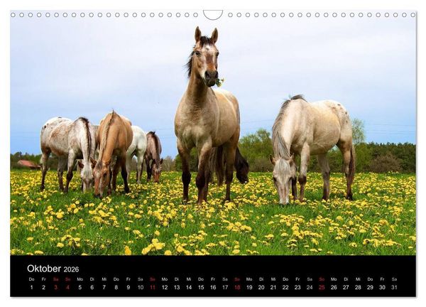 Produktbild: Wilde Pferde (Wandkalender 2026 DIN A3 quer), CALVENDO Monatskalender
