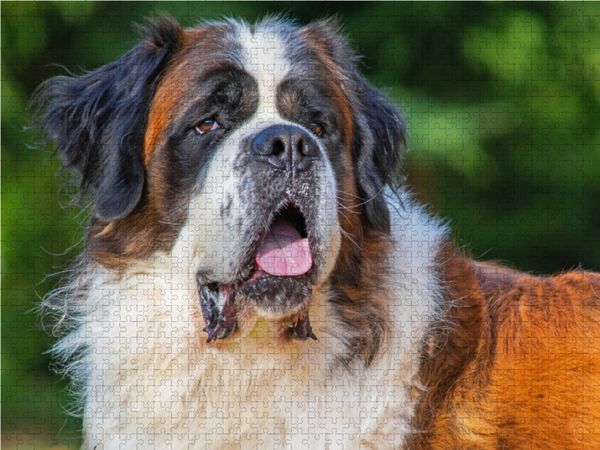 Produktbild: CALVENDO Puzzle Stolz und selbstbewu&szlig;t | 1000 Teile Lege-Gr&ouml;&szlig;e 64x48cm Foto-Puzzle f&uuml;r gl&uuml;ckliche Stunden
