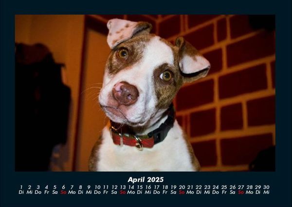 Produktbild: Welpen 2025 Fotokalender DIN A4