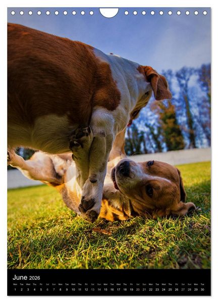 Produktbild: Beagles in action (Wall Calendar 2026 DIN A4 portrait), CALVENDO 12 Month Wall Calendar