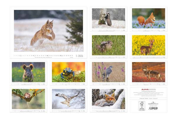 Geheimnisvolles Waldleben 2026 - Bildkalender 49,5x33 cm - Tiere und Pflanzen in unseren heimischen Wäldern - Wandkalender - Wandplaner - Tierkalender
