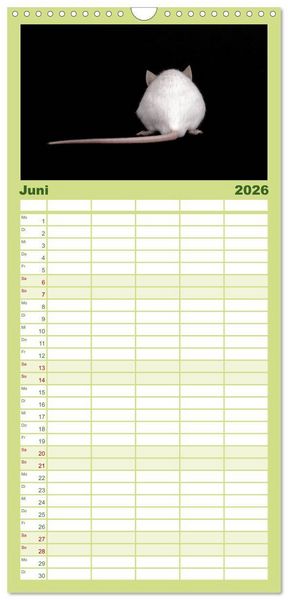 Produktbild: Familienplaner 2026 - S&uuml;&szlig;e M&auml;use und Coole Ratten mit 5 Spalten (Wandkalender, 21 x 45 cm) CALVENDO
