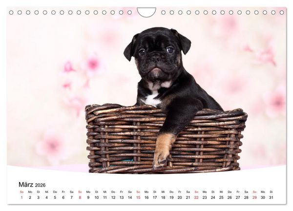 Produktbild: Bullys - Franz&ouml;sische Bulldoggen 2026 (Wandkalender 2026 DIN A4 quer), CALVENDO Monatskalender