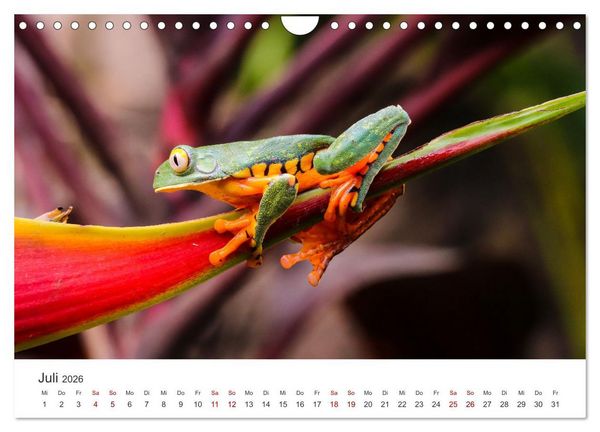 Produktbild: Fr&ouml;sche - Die wundersch&ouml;ne Welt der bunten H&uuml;pfer. (Wandkalender 2026 DIN A4 quer), CALVENDO Monatskalender