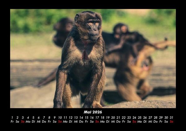 Produktbild: Der Tierkalender 2026 Fotokalender DIN A3