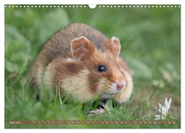 Produktbild: Feldhamster Herbert Kleine Pfoten, gro&szlig;e Pers&ouml;nlichkeit (Wandkalender 2026 DIN A3 quer), CALVENDO Monatskalender