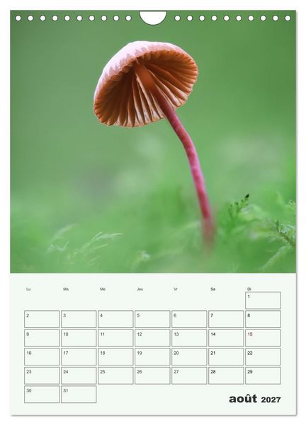 Produktbild: Champignons magiques - Beaut&eacute;s &eacute;ph&eacute;m&egrave;res (Calendrier mural 2027 DIN A4 horizontal), CALVENDO calendrier mensuel