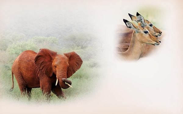 Produktbild: Africa