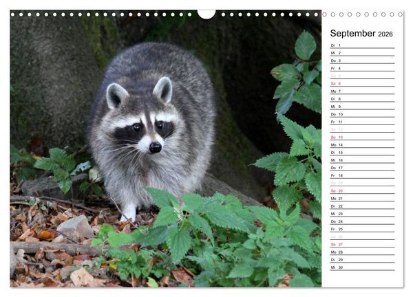 Produktbild: Der kleine R&auml;uber mit Maske - Waschb&auml;ren (Wandkalender 2026 DIN A3 quer), CALVENDO Monatskalender