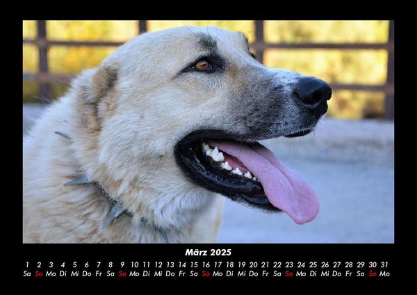 Produktbild: Hundezauber 2025 Fotokalender DIN A3