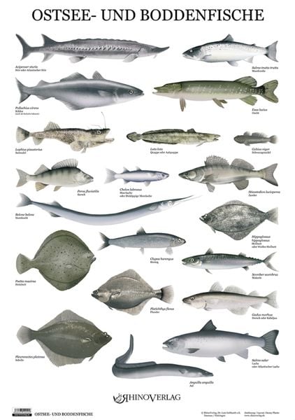 Ostsee- und Boddenfische - Poster