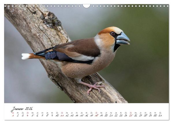 Produktbild: Heimische Vogelwelt (Wandkalender 2026 DIN A3 quer), CALVENDO Monatskalender