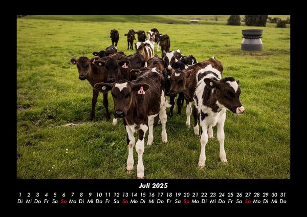 Produktbild: Kuhkalender 2025 Fotokalender DIN A3