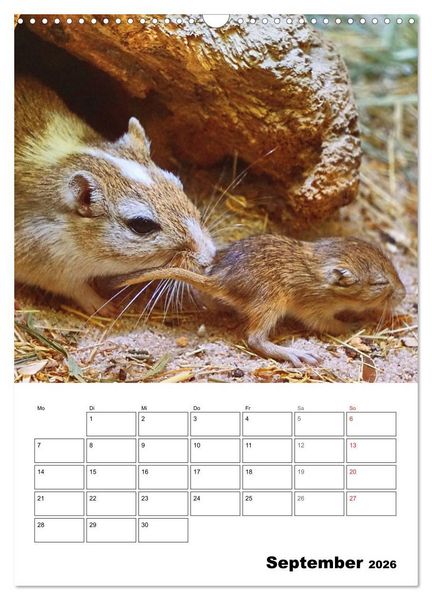 Produktbild: Mongolische Rennm&auml;use (Wandkalender 2026 DIN A3 hoch), CALVENDO Monatskalender