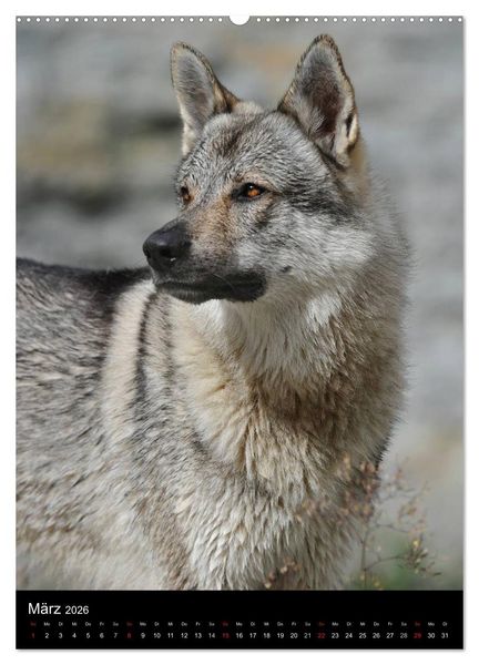 Produktbild: Faszination Wolfhund (hochwertiger Premium Wandkalender 2026 DIN A2 hoch), Kunstdruck in Hochglanz
