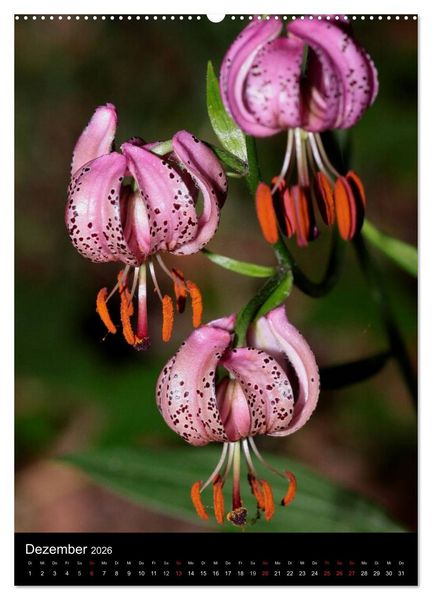 Produktbild: Seltene Wildblumen (hochwertiger Premium Wandkalender 2026 DIN A2 hoch), Kunstdruck in Hochglanz