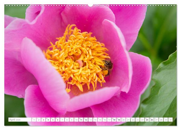 Produktbild: Pfingstrosentraum (hochwertiger Premium Wandkalender 2026 DIN A2 quer), Kunstdruck in Hochglanz