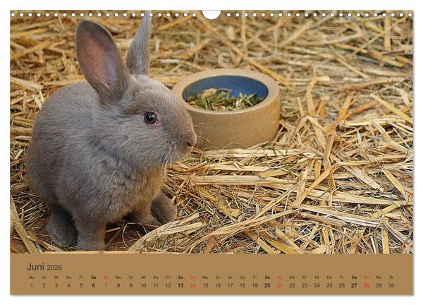 Produktbild: Rex - Kaninchen (Wandkalender 2026 DIN A3 quer), CALVENDO Monatskalender