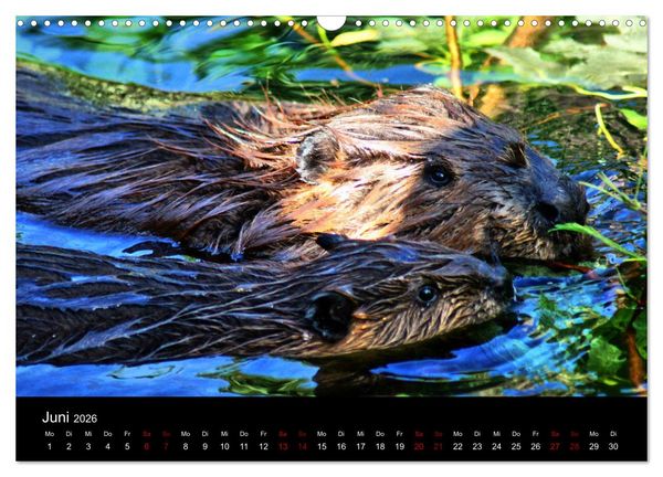 Produktbild: Das Leben der Biber (Wandkalender 2026 DIN A3 quer), CALVENDO Monatskalender