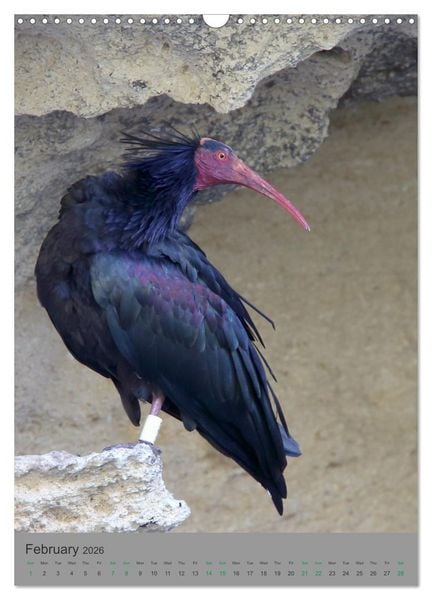 Produktbild: Wildlife of Spain (Wall Calendar 2026 DIN A3 portrait), CALVENDO 12 Month Wall Calendar
