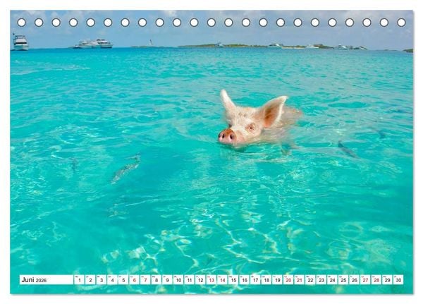 Produktbild: Schweine im Dauerurlaub auf den Bahamas! (Tischkalender 2026 DIN A5 quer), CALVENDO Monatskalender